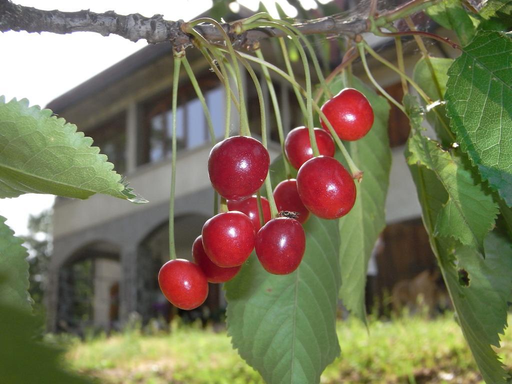 Bed and breakfast Bosco Dei Cervi Grizzana